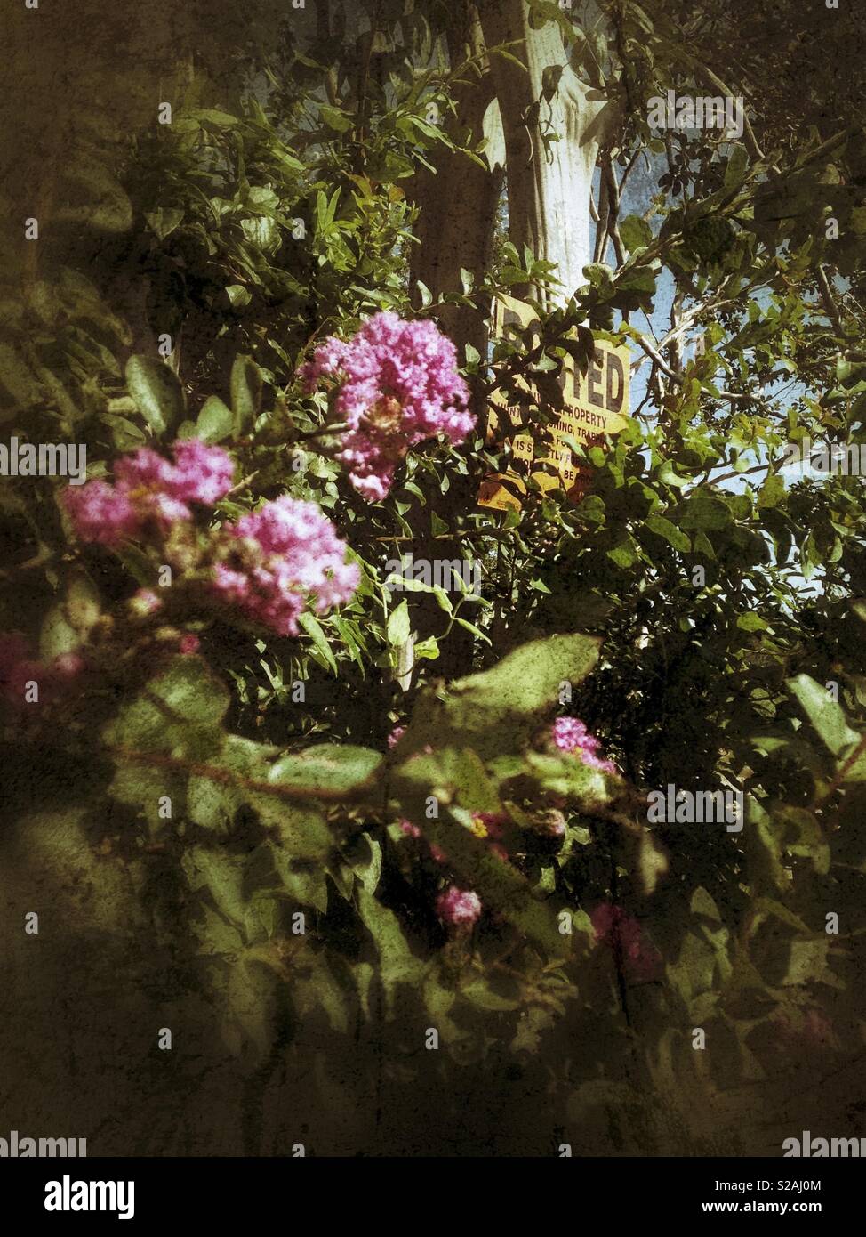 Light grunge photo of pink crepe Myrtle blossoms partially obscuring an orange 'posted' sign - Smartphone Captured Stock Image