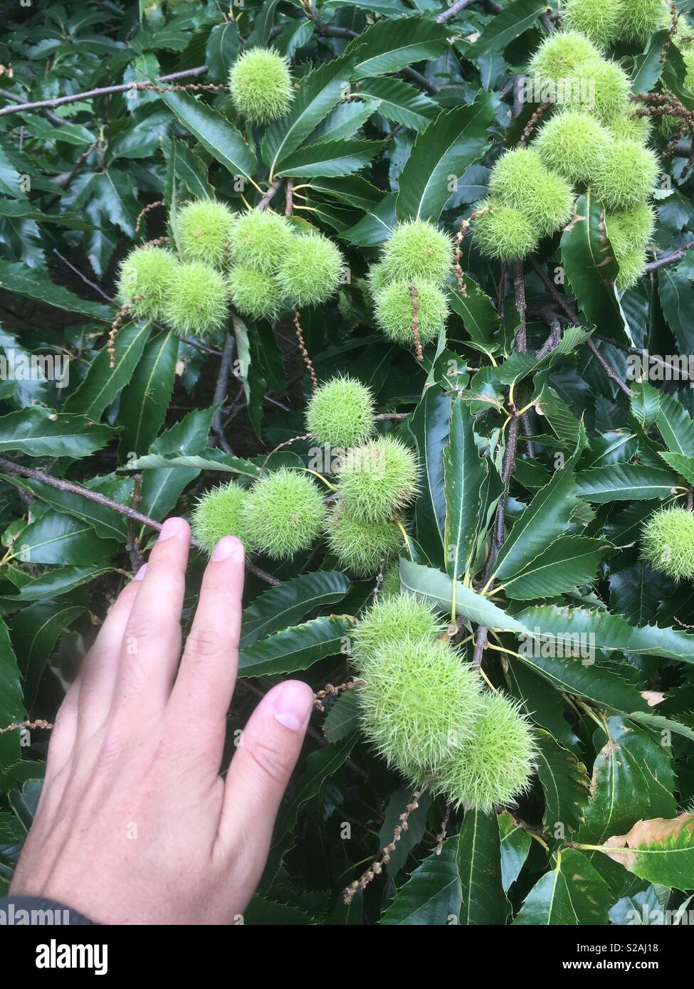 Horse chestnut tree and conkers Stock Photo Alamy