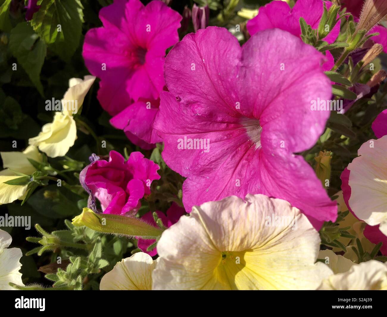Summer Petunia Blooms In Patio Pots Stock Photo Alamy