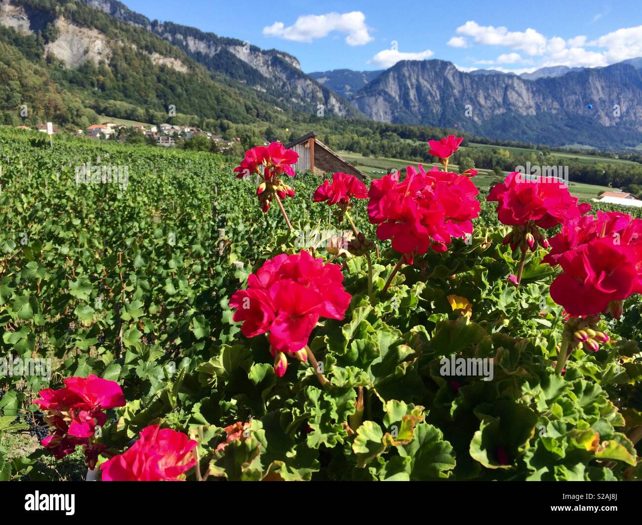 Bright Pelagoniums or Geraniums in front of a vineyard in Jenins Switzerland Stock Photo