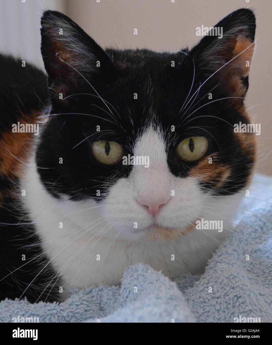Squeak Cat Stock Photo Alamy
