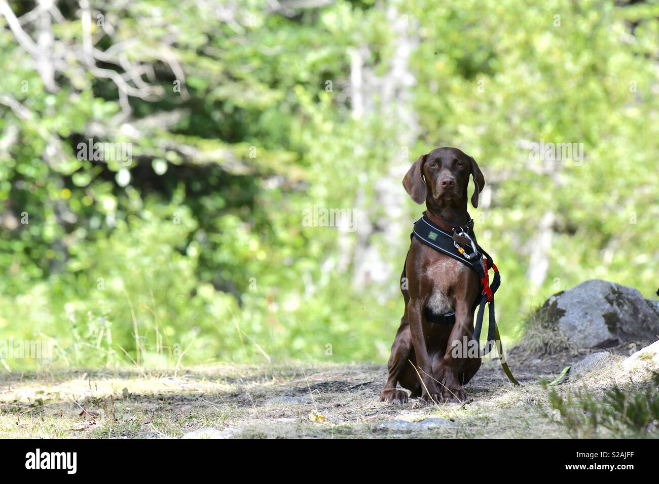 Germain Short Haired Pointer Hunting Dog Stock Photo 311250003