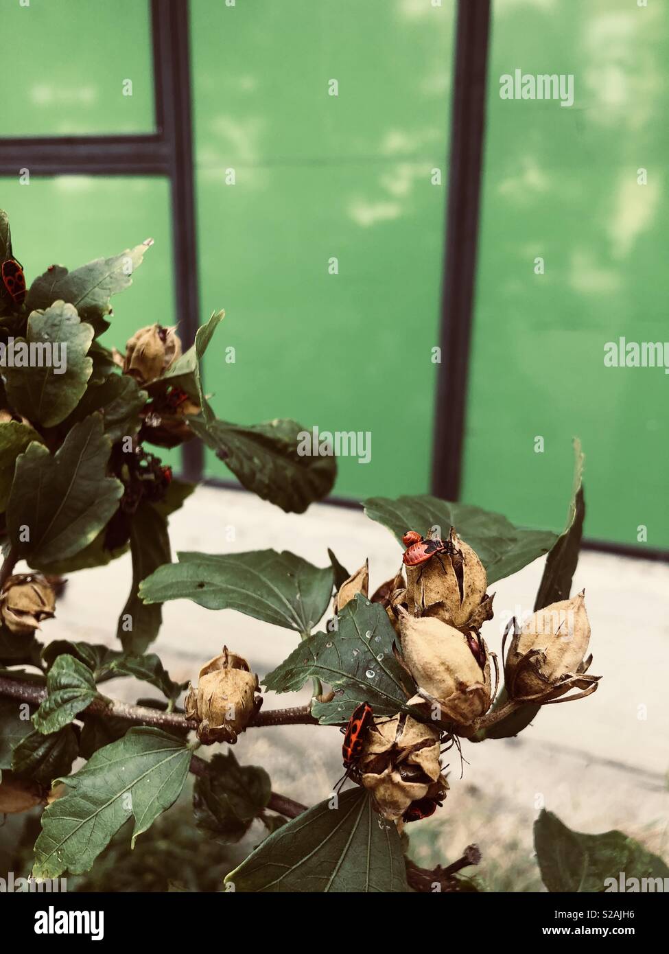 Hazelnut in autumn against green background - Smartphone Captured Stock Image