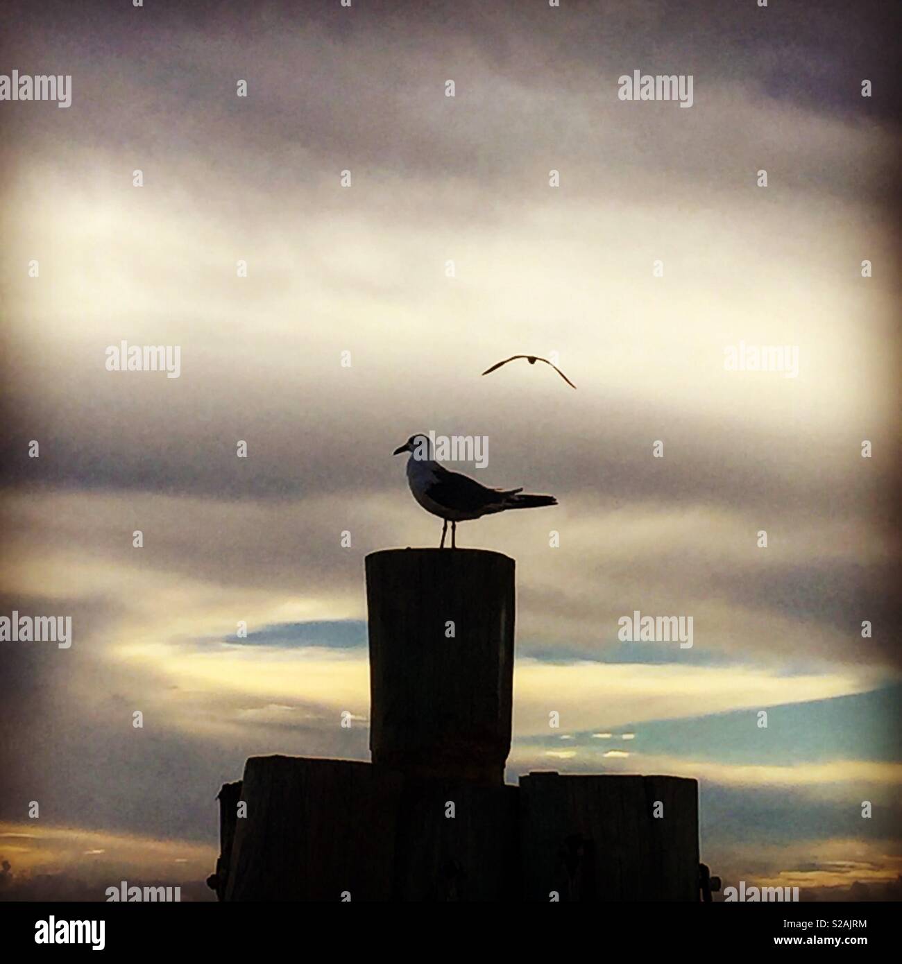 Bird Watching And Relaxing Stock Photo Alamy Bird Watching And Relaxing Stock Photo Alamy