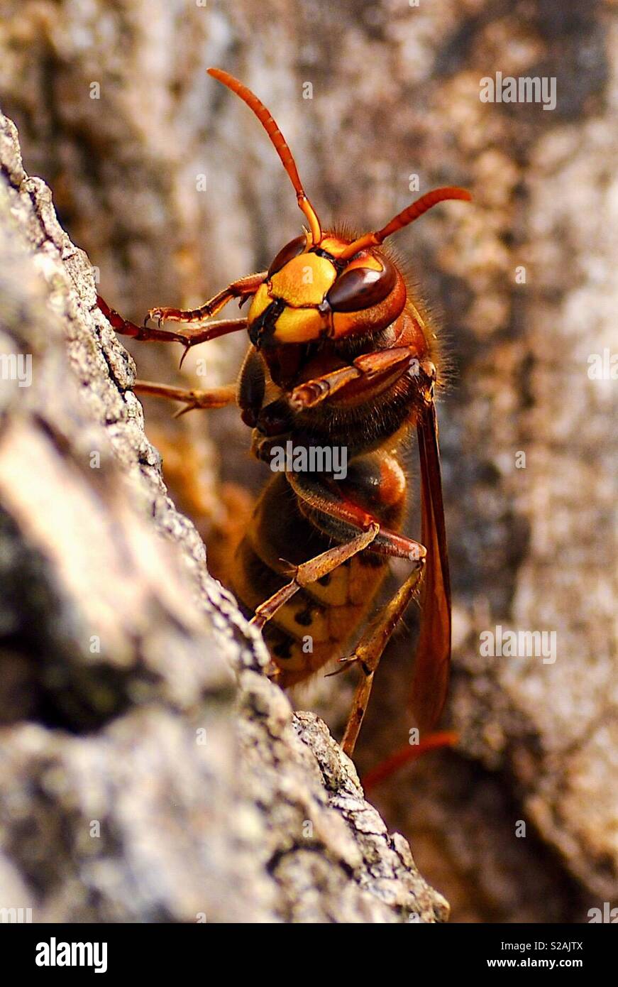 Bee Killer Asian Stock Photo Alamy