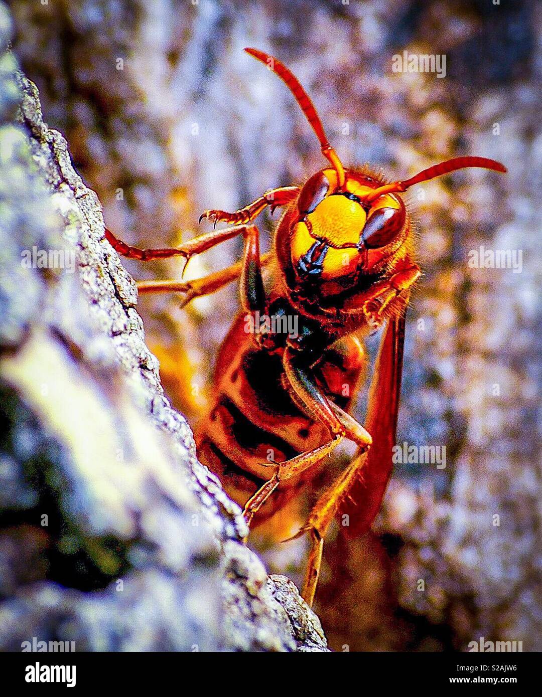 Bee Killer Asian Hornet Stock Photo