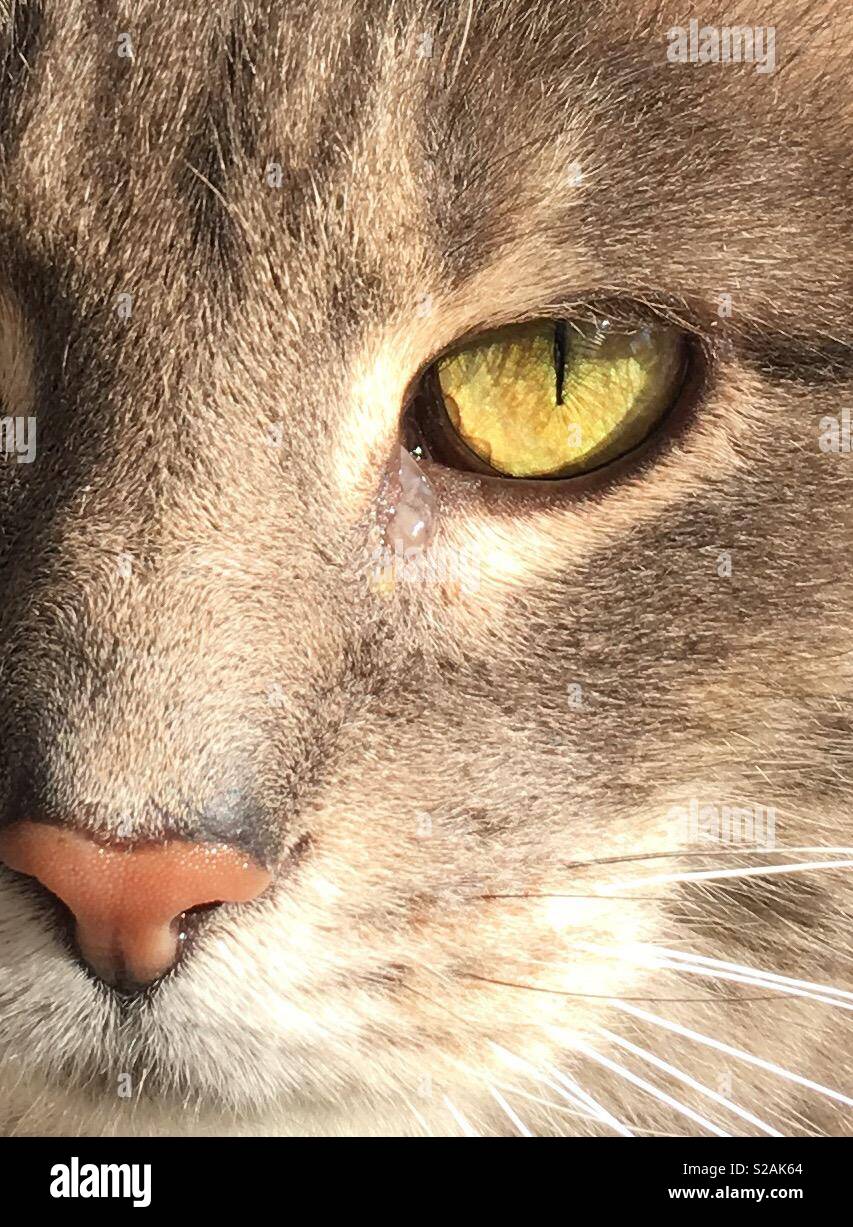 A cat with a tear falling from her eye. - Smartphone Captured Stock Image