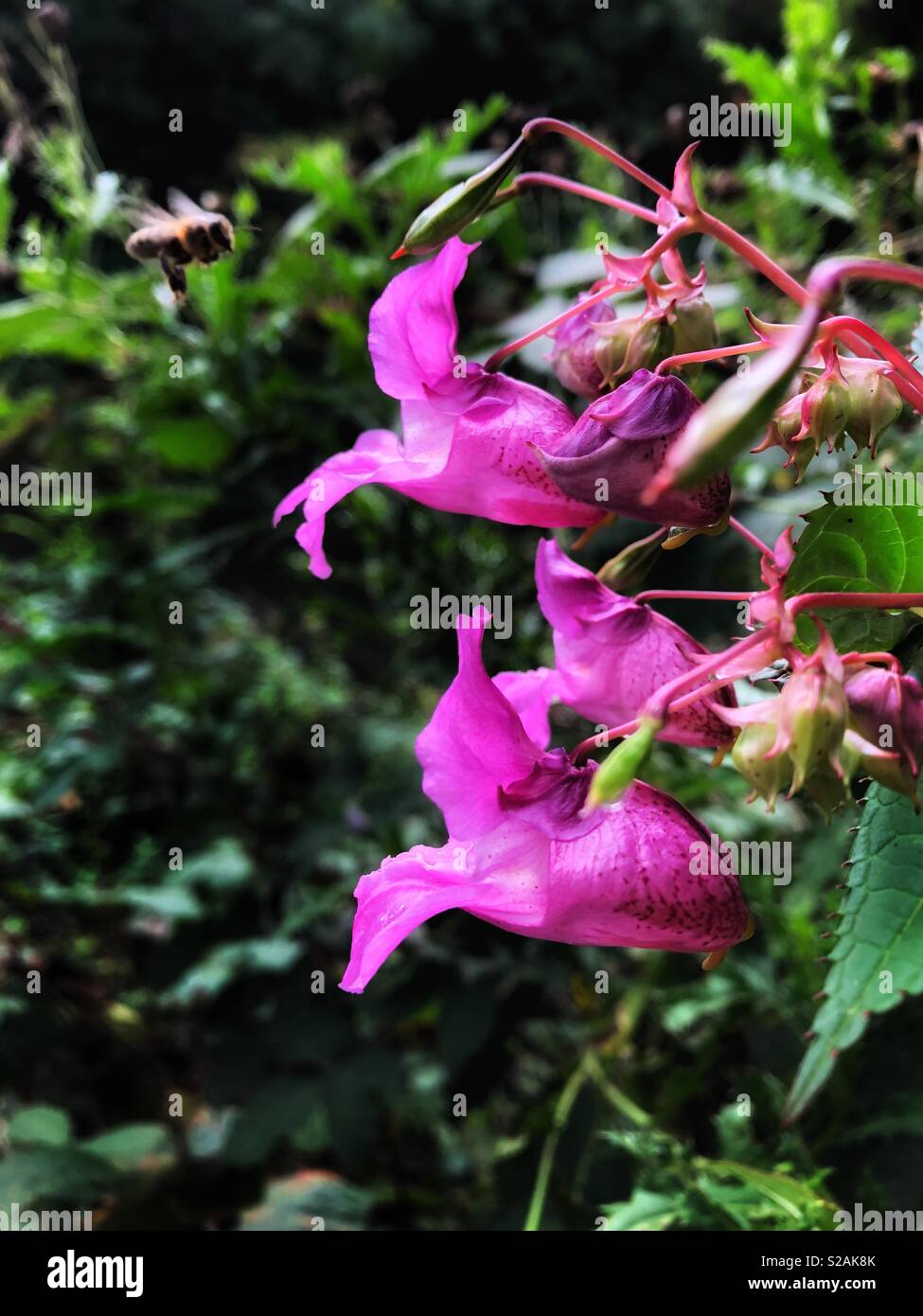 Himalayan balsam growing alongside the river Ely in Cardiff, Wales with a bee about to enter it. - Smartphone Captured Stock Image