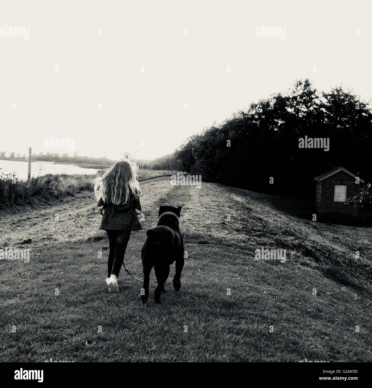 Little girl walking big dog Stock Photo Alamy