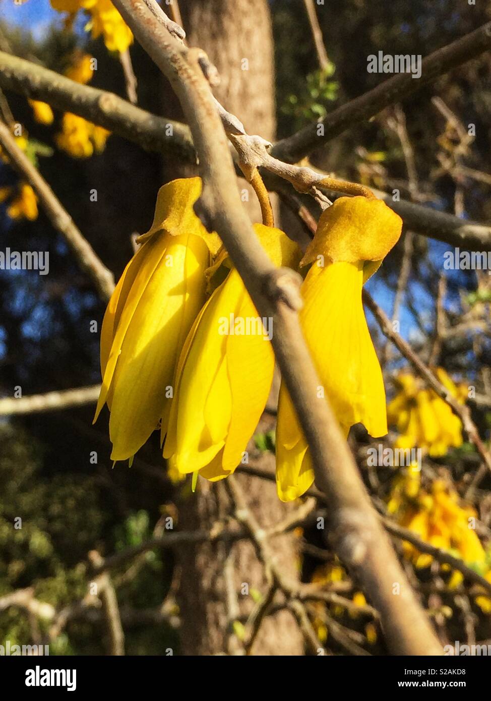 Kowhai flower New Zealand native Stock Photo Alamy