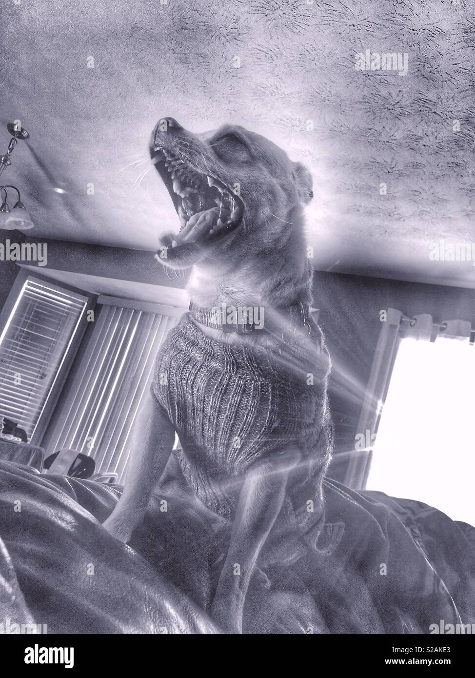 Sun rays surrounding a yawning, sweater wearing chihuahua in black and white. - Smartphone Captured Stock Image