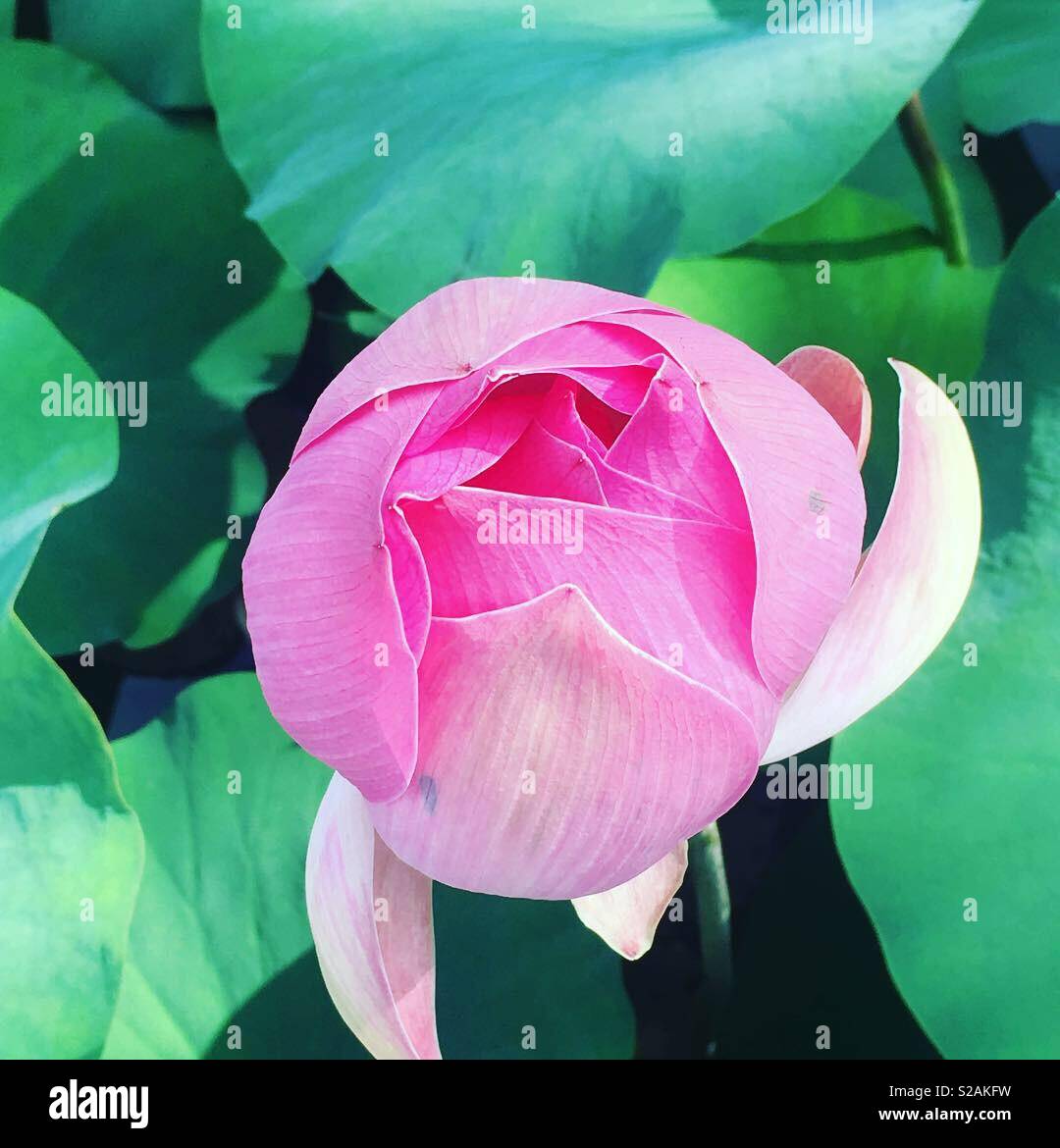 Magnifique open flower. Lotus flower Stock Photo Alamy