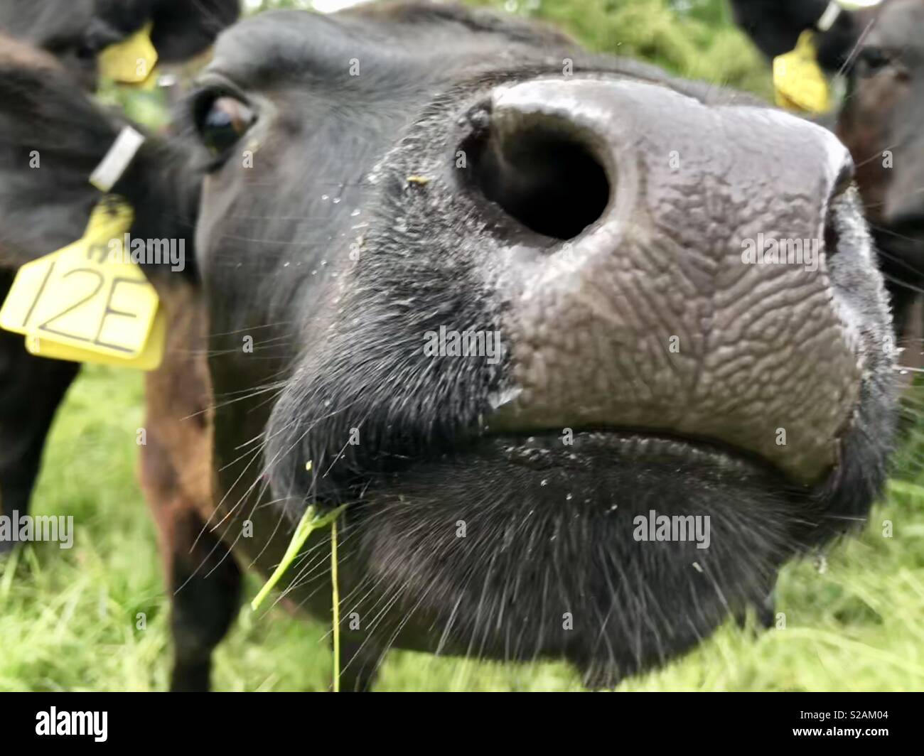 Nosey cow Stock Photo