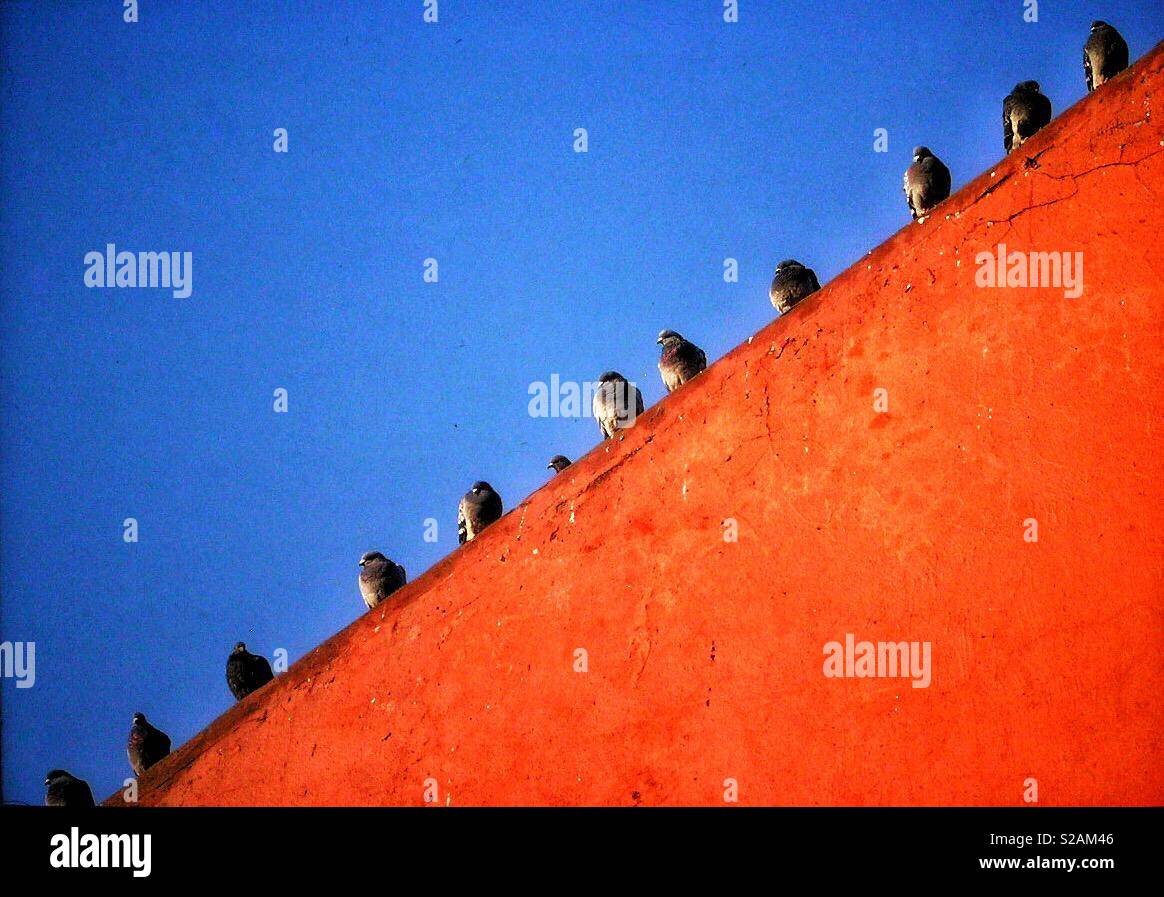 12 Pigeons on a red roof - Smartphone Captured Stock Image