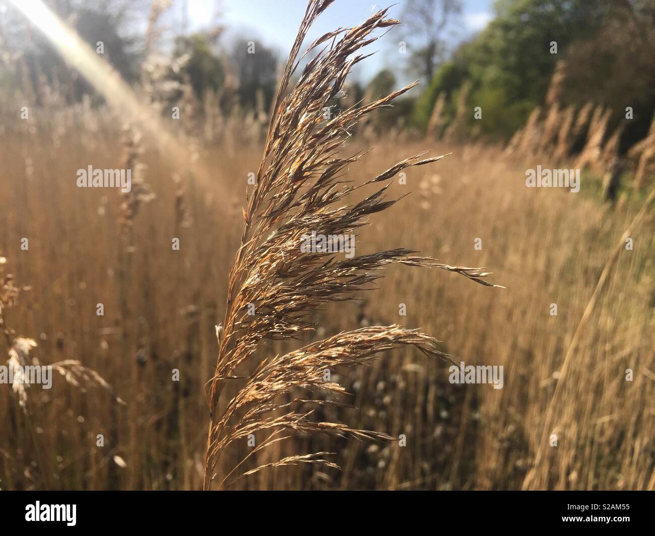 Close up field - Smartphone Captured Stock Image