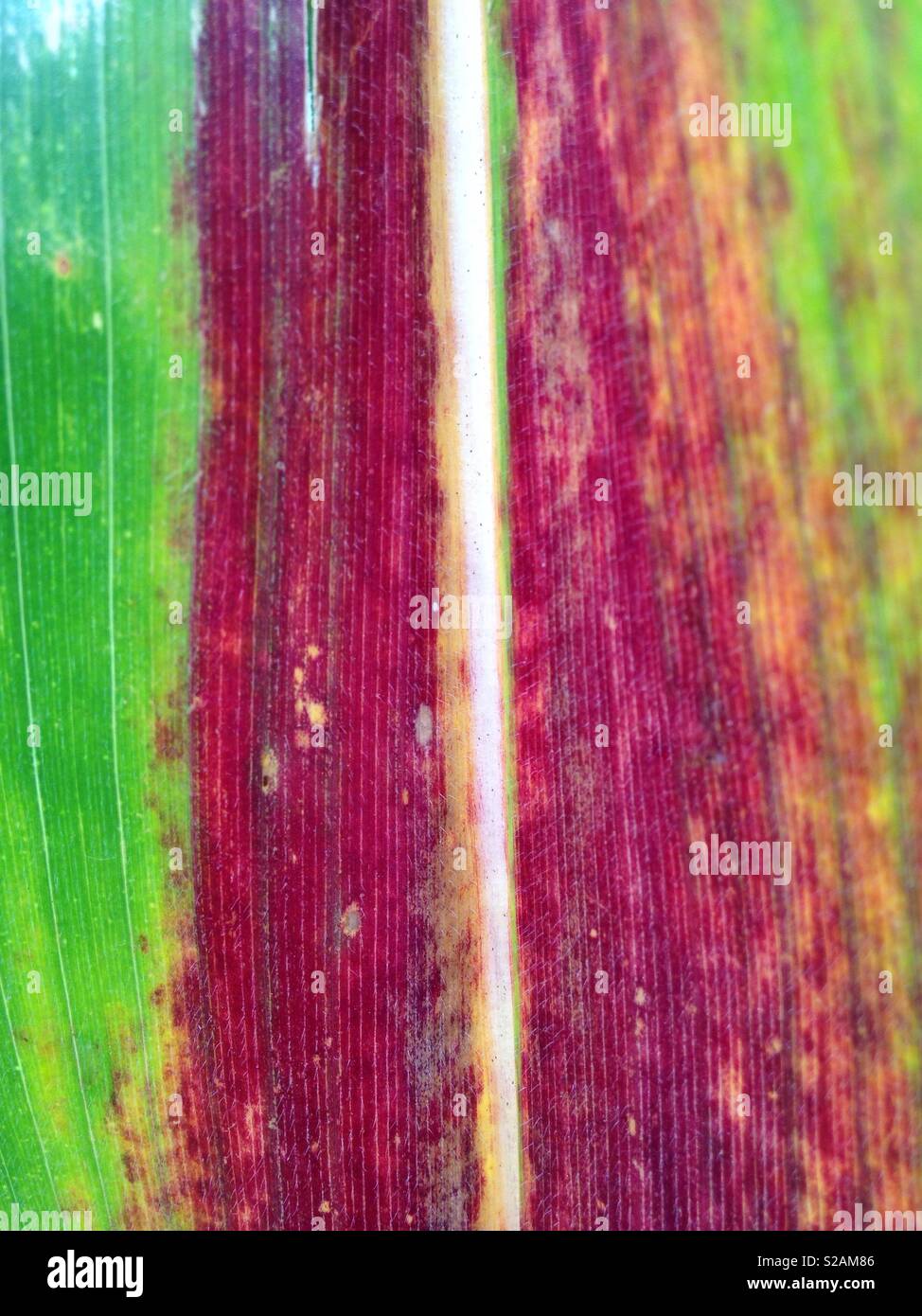 Corn leaf texture - Smartphone Captured Stock Image
