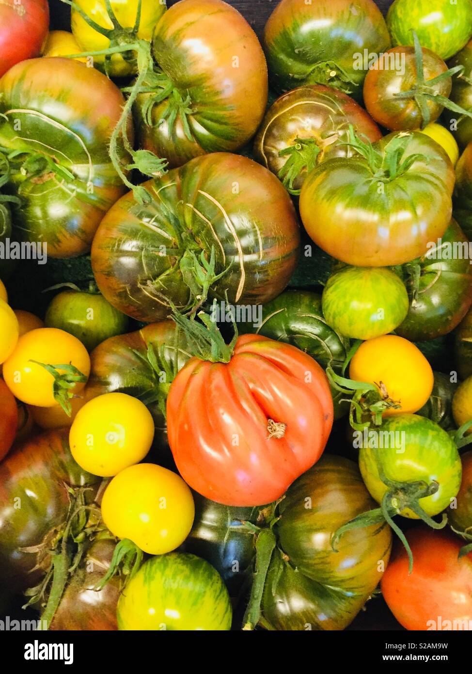 Heritage tomatoes - Smartphone Captured Stock Image