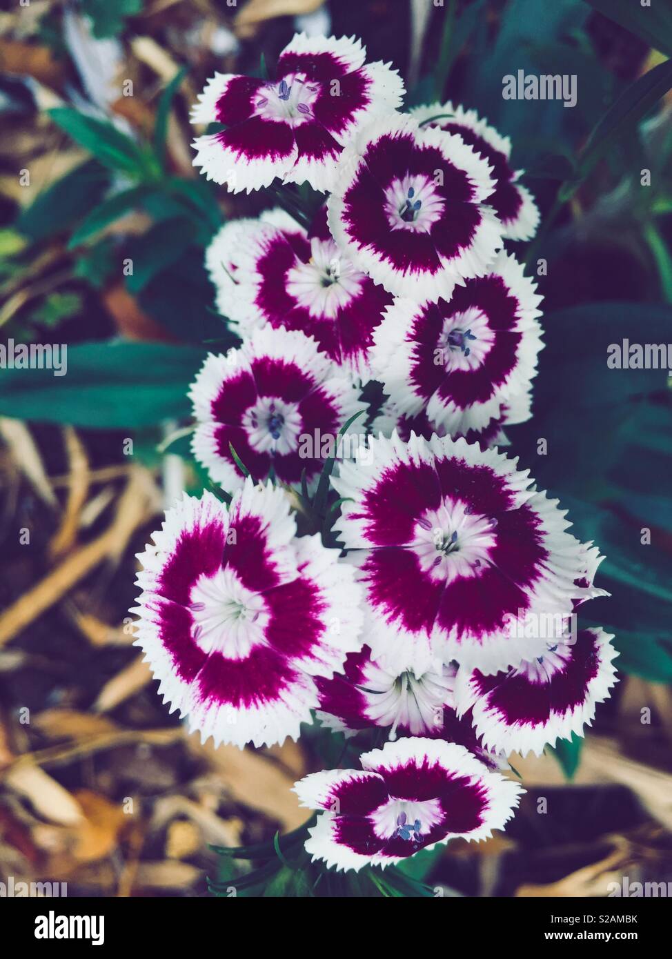 Sweet William flowers, dianthus barbatus Stock Photo