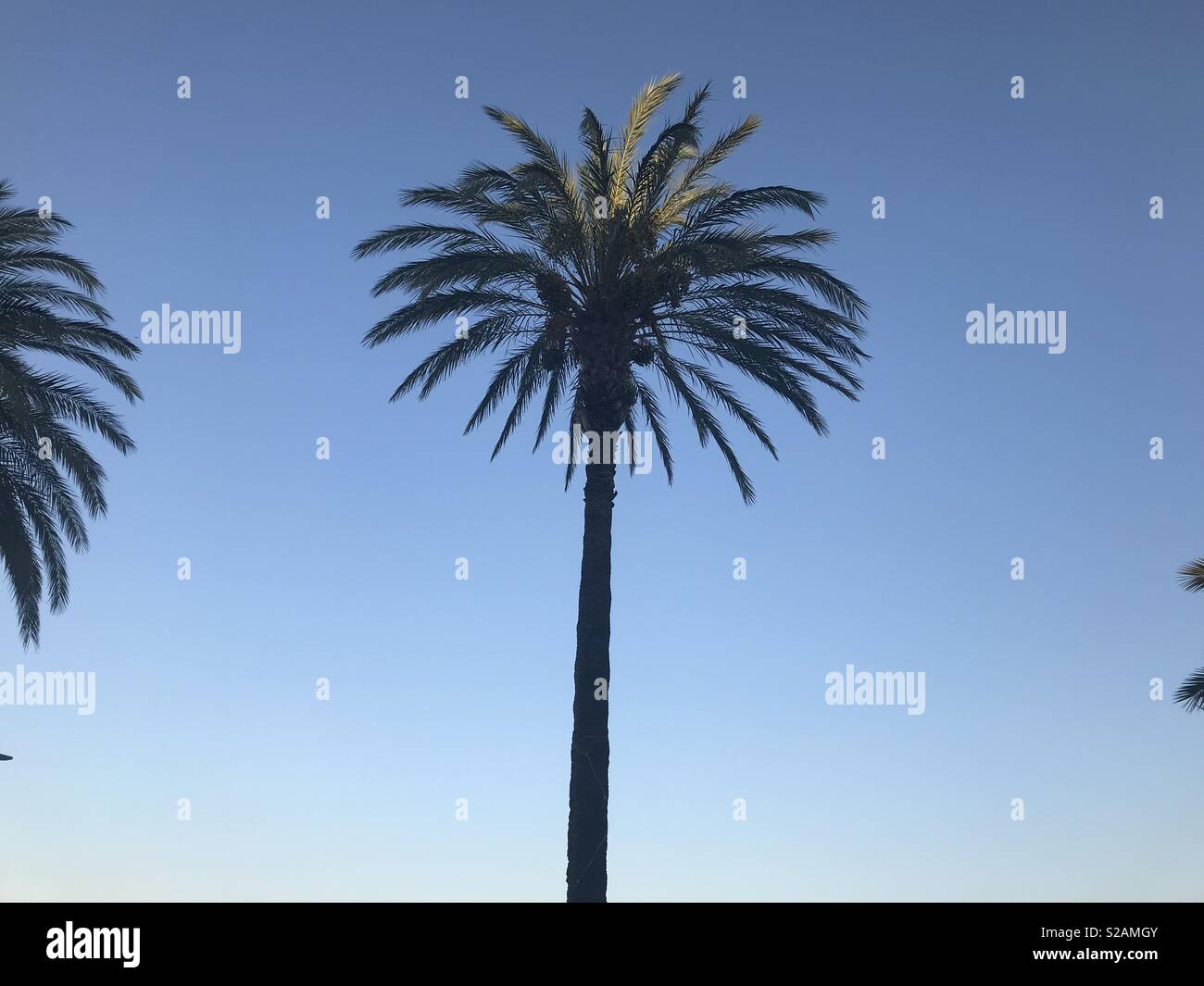Summer bliss palm trees Stock Photo - Alamy