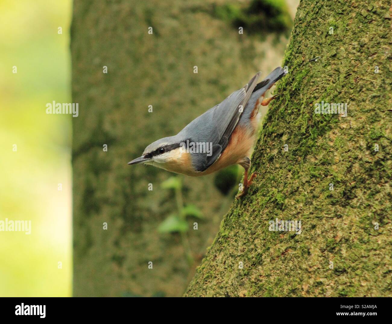 A nuthatch at yarrow valley country park Stock Photo