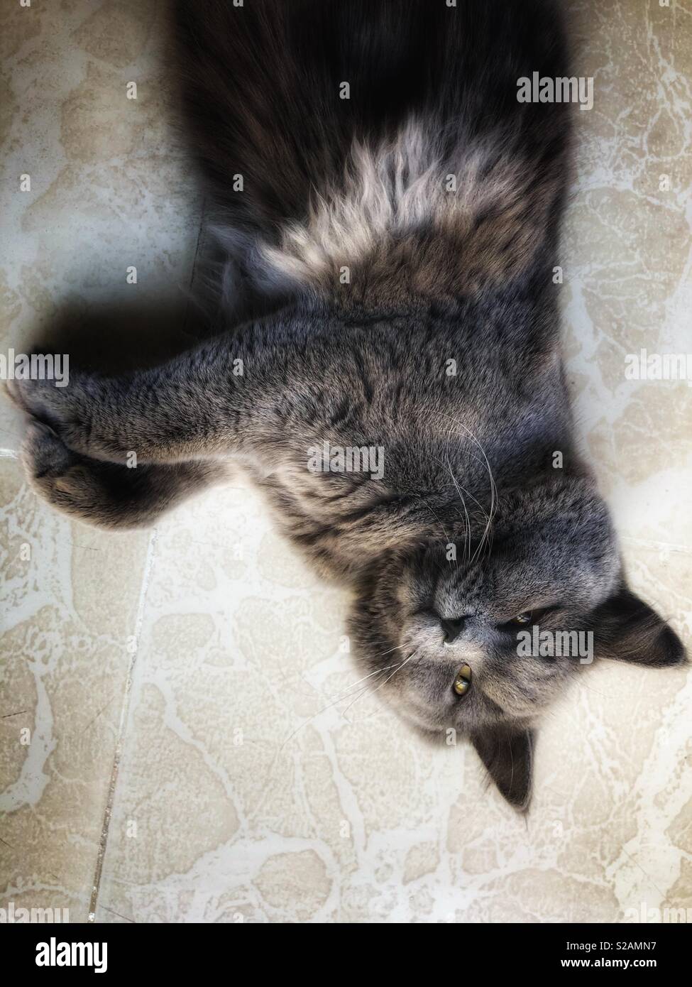 British long hair Cat laying down on ground looking up - Smartphone Captured Stock Image