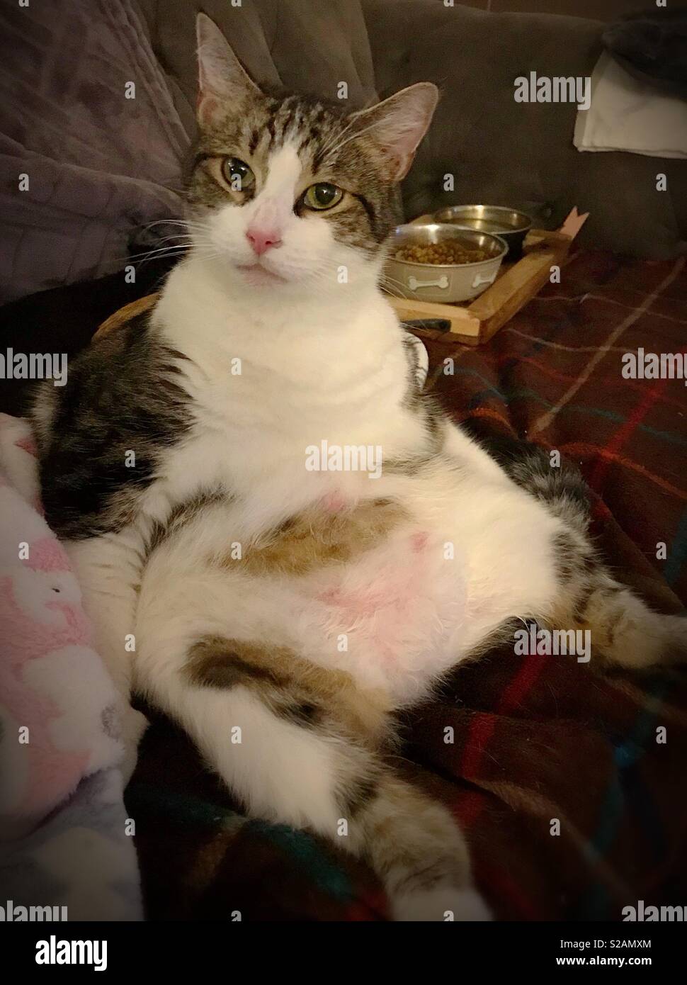 Fat Cat Sitting Like A Human Funny Cat Stock Photo Alamy