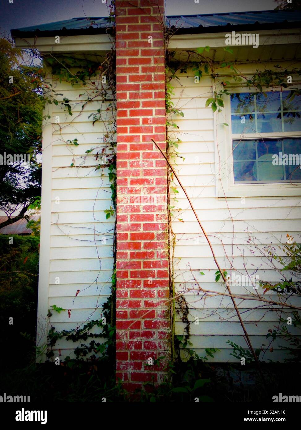 Benign neglect in the form of vines and weeds on side of old white house with chimney - Smartphone Captured Stock Image