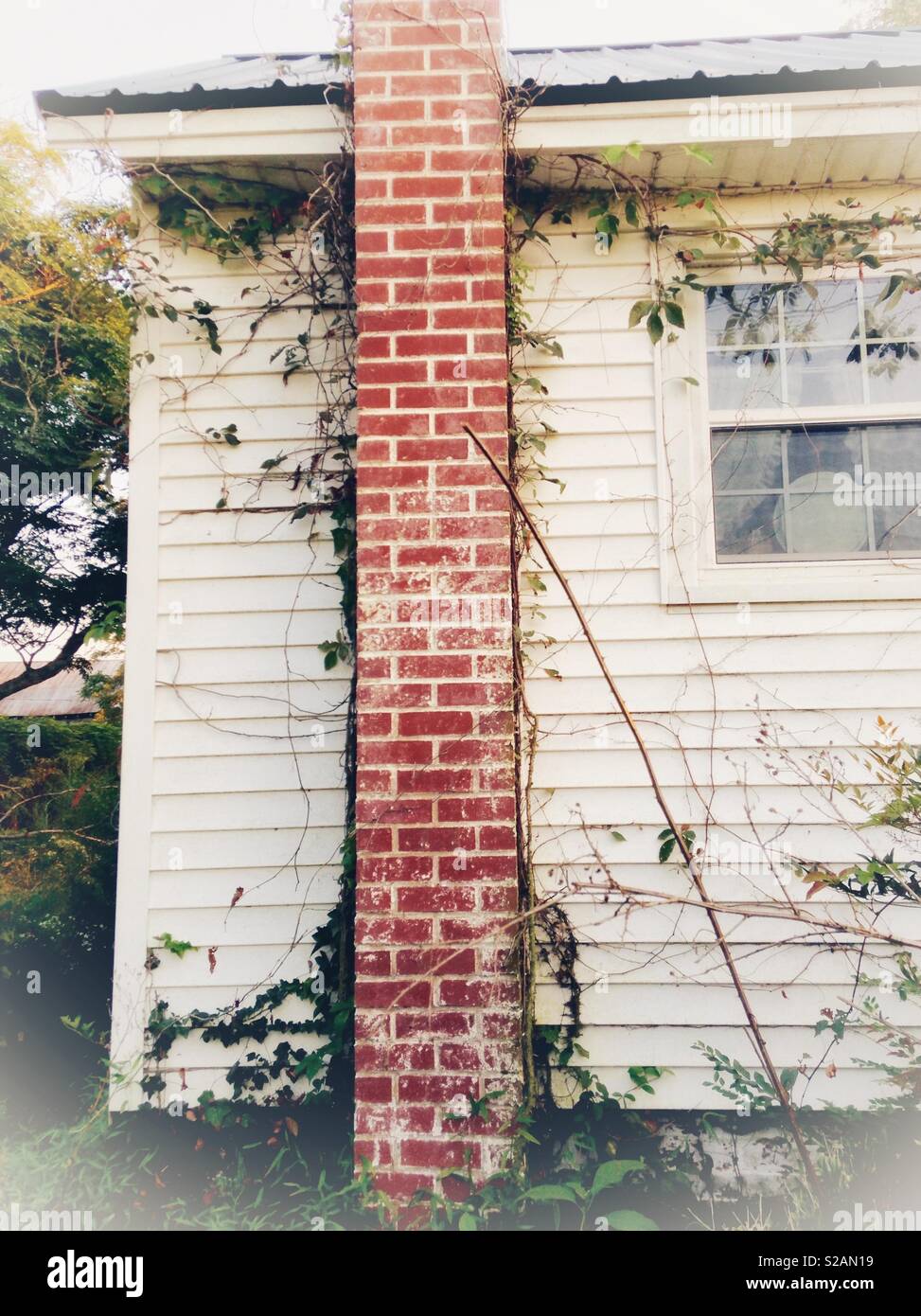 Misty photo of outside wall of old white house with vines and weeds growing up - Smartphone Captured Stock Image