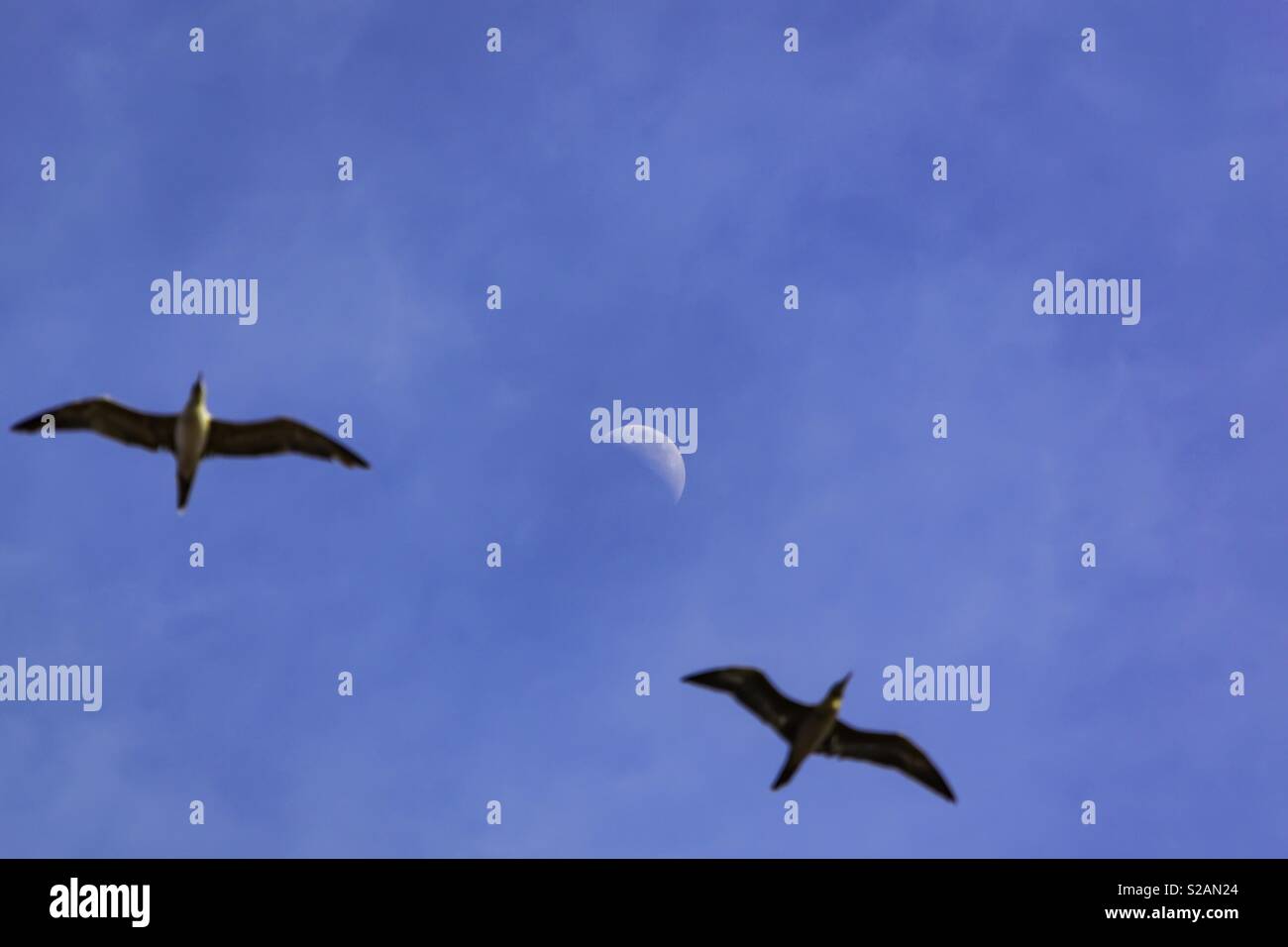 Seagulls in flight hires stock photography and images Alamy