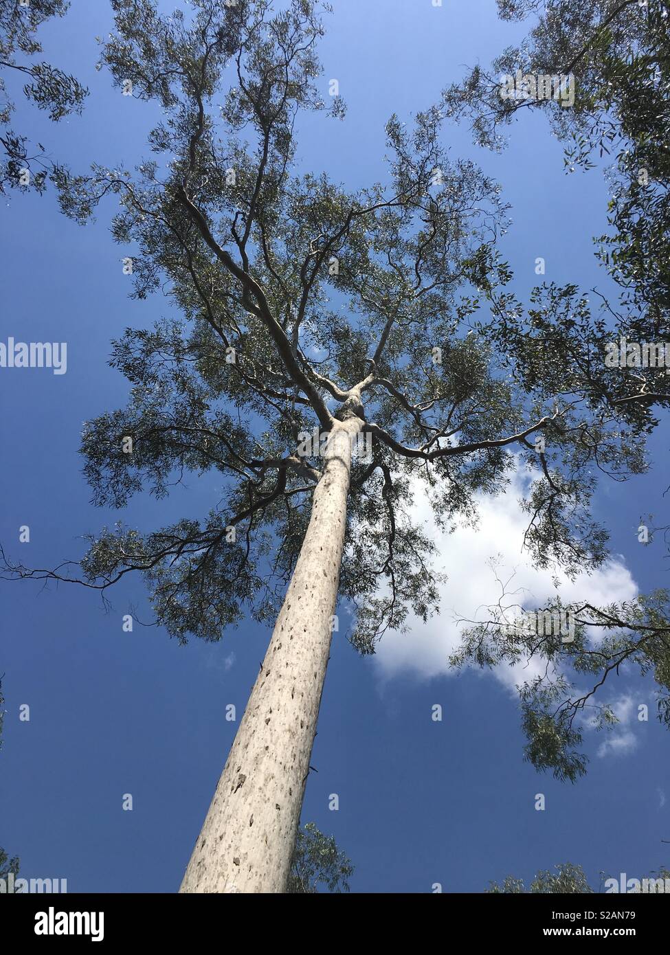 Tall gumtree blue sky looking up the trunk Stock Photo Alamy