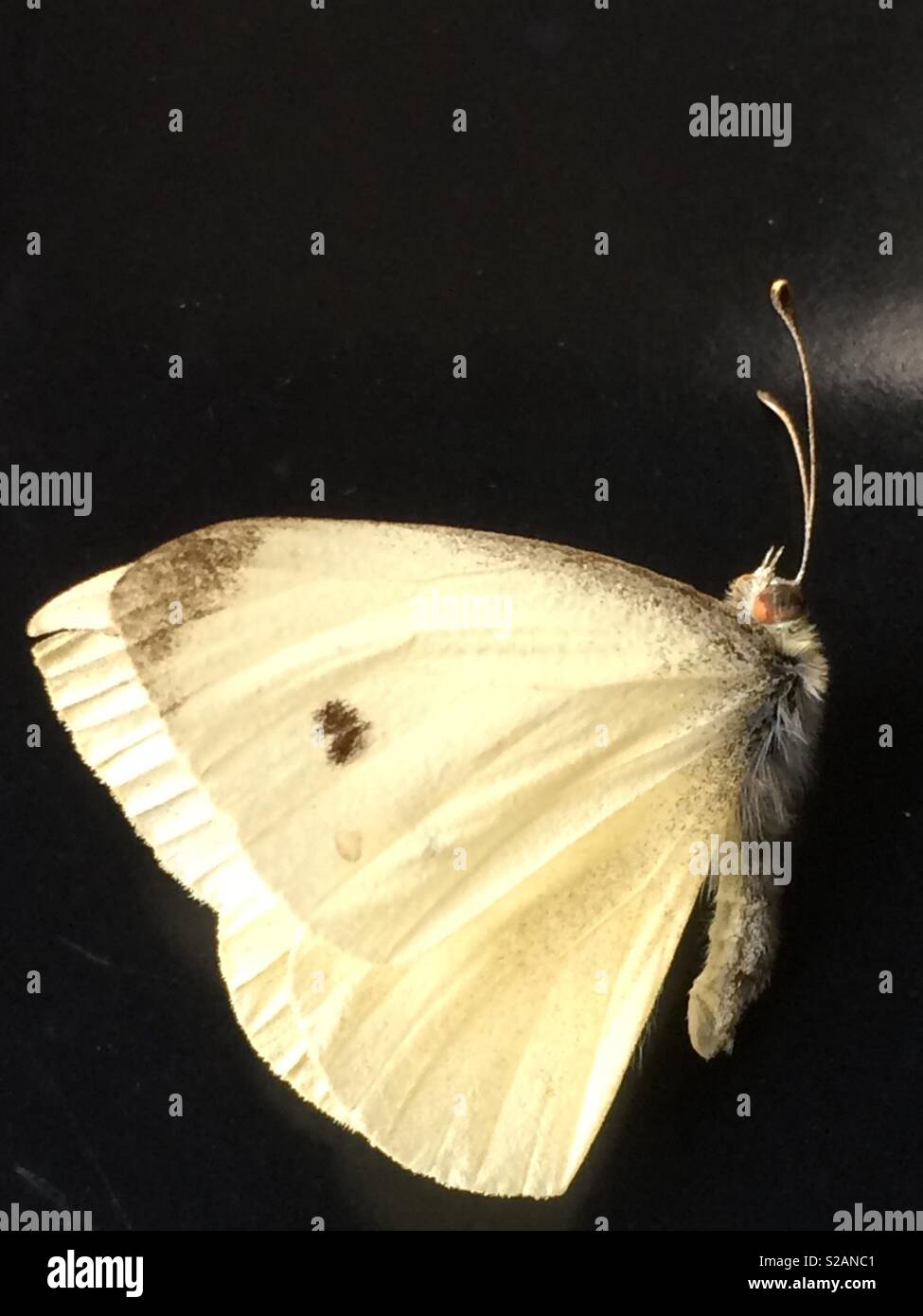 Dead small (cabbage) white butterfly (pieris rapae) Stock Photo