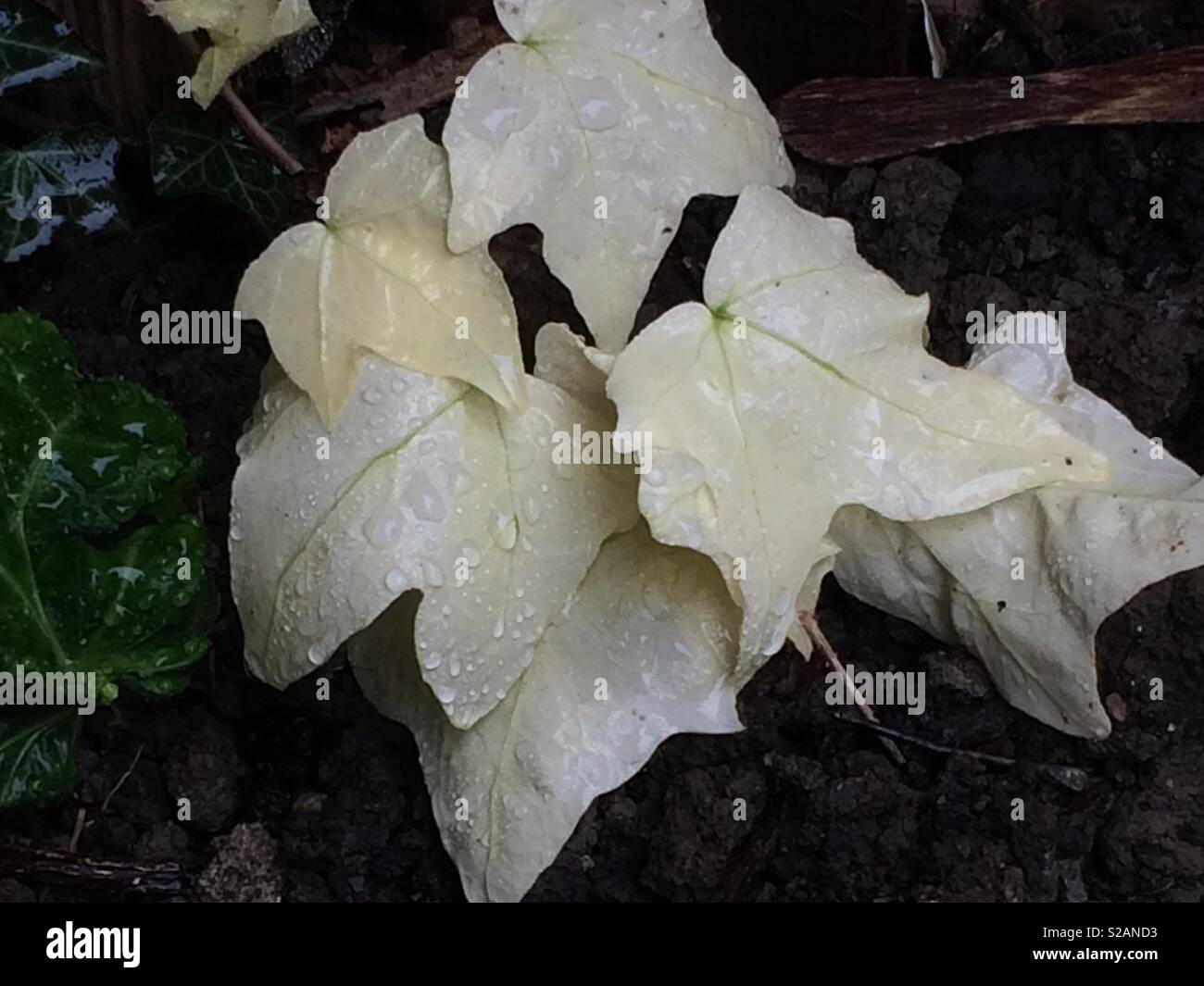 Raindrops on white ivy Stock Photo