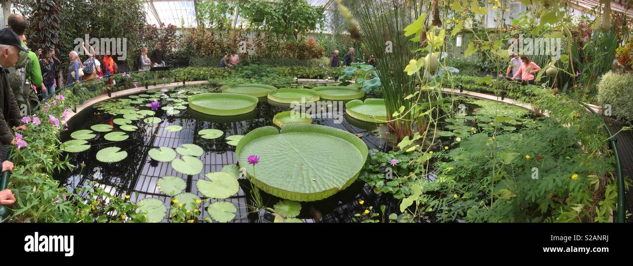 The waterlily house with giant waterlilies in the Royal botanical Gardens at Kew Garden s, London.uk Stock Photo