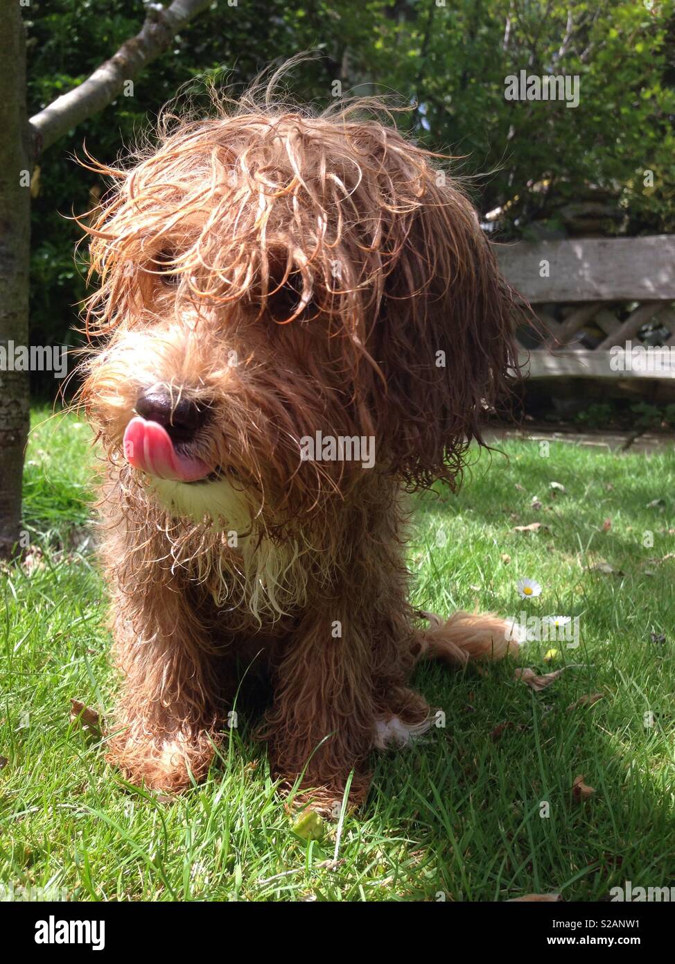 Dog licking its nose hires stock photography and images Alamy