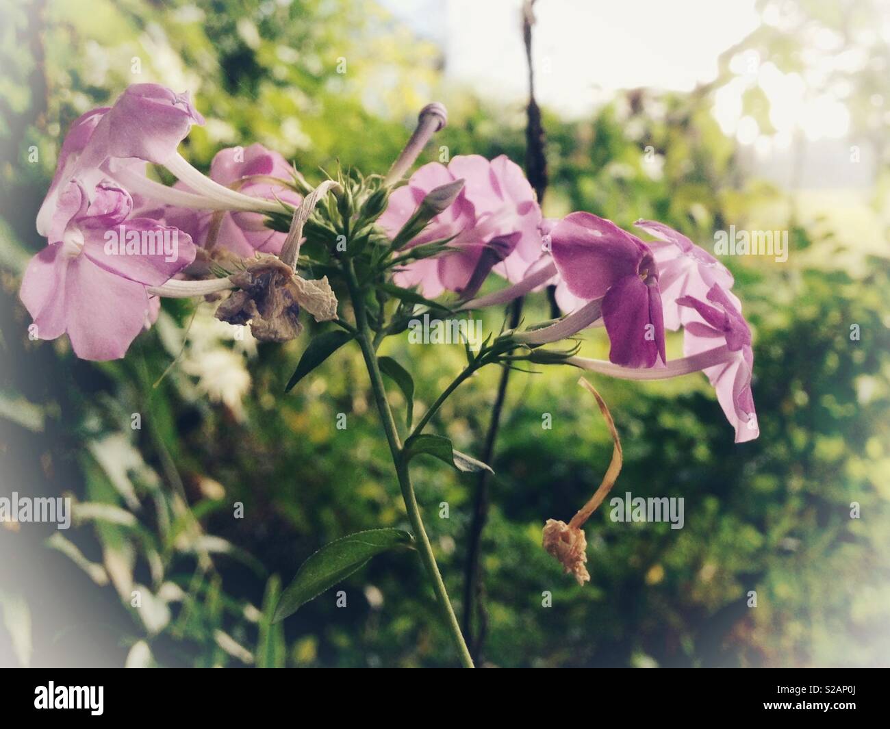 Misty photo of lavender phlox blossom - Smartphone Captured Stock Image