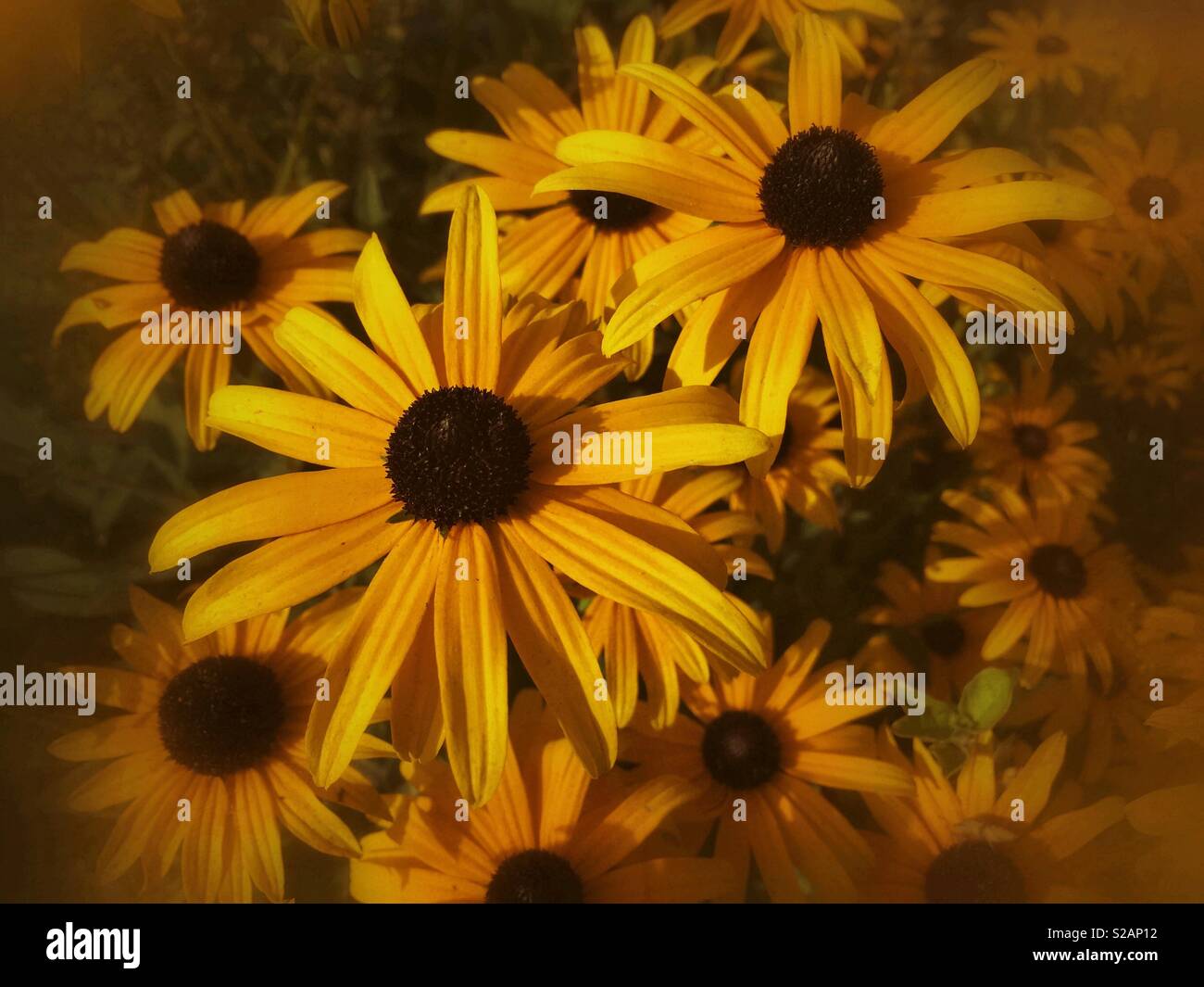 Rudbeckia hirta also known as Black-eyed-Susan’s or cone flowers. - Smartphone Captured Stock Image