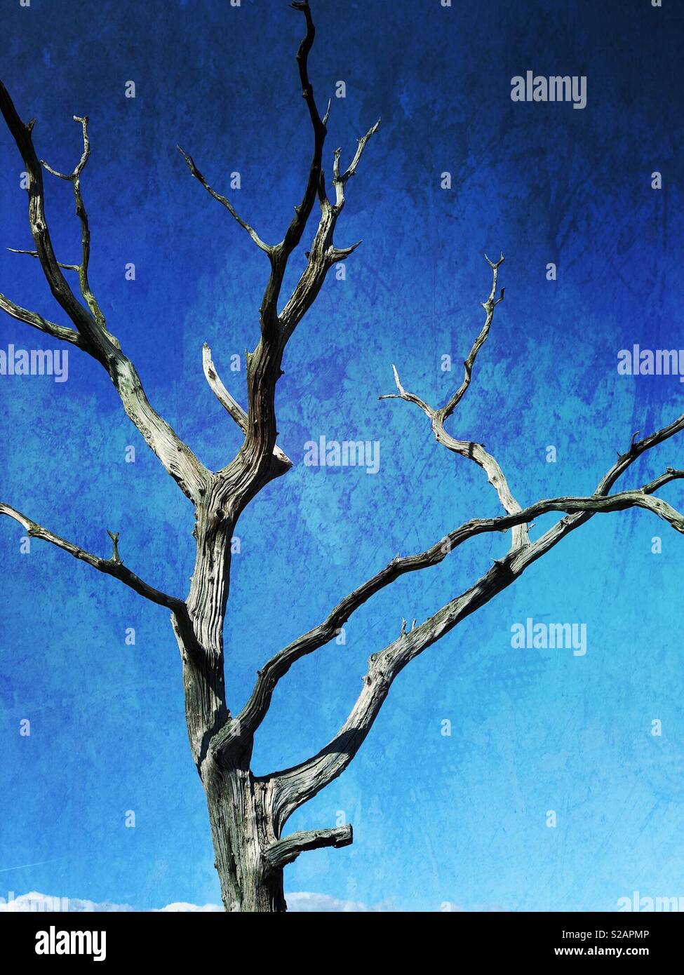 Dead grey tree against a grunge blue background - Smartphone Captured Stock Image