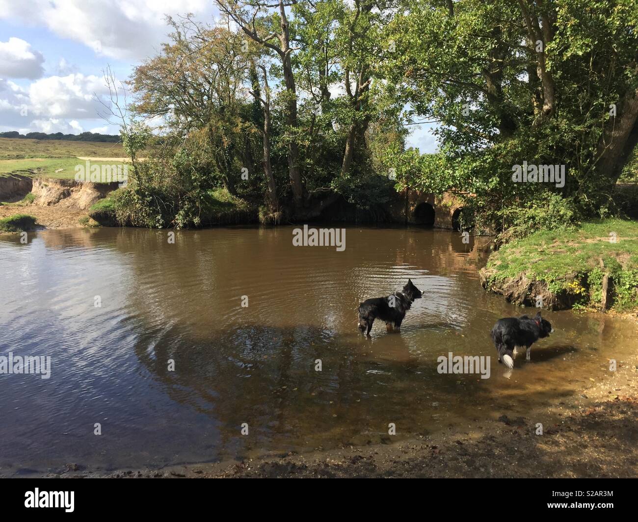 Border Collies waiting to fetch, in Beaulieu River at Deerleap, New Forest. Stock Photo