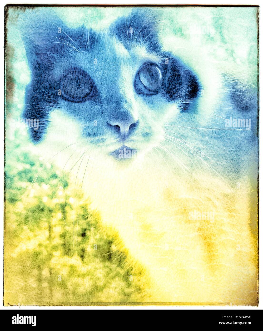 Calico cat using grunge film Stock Photo Alamy