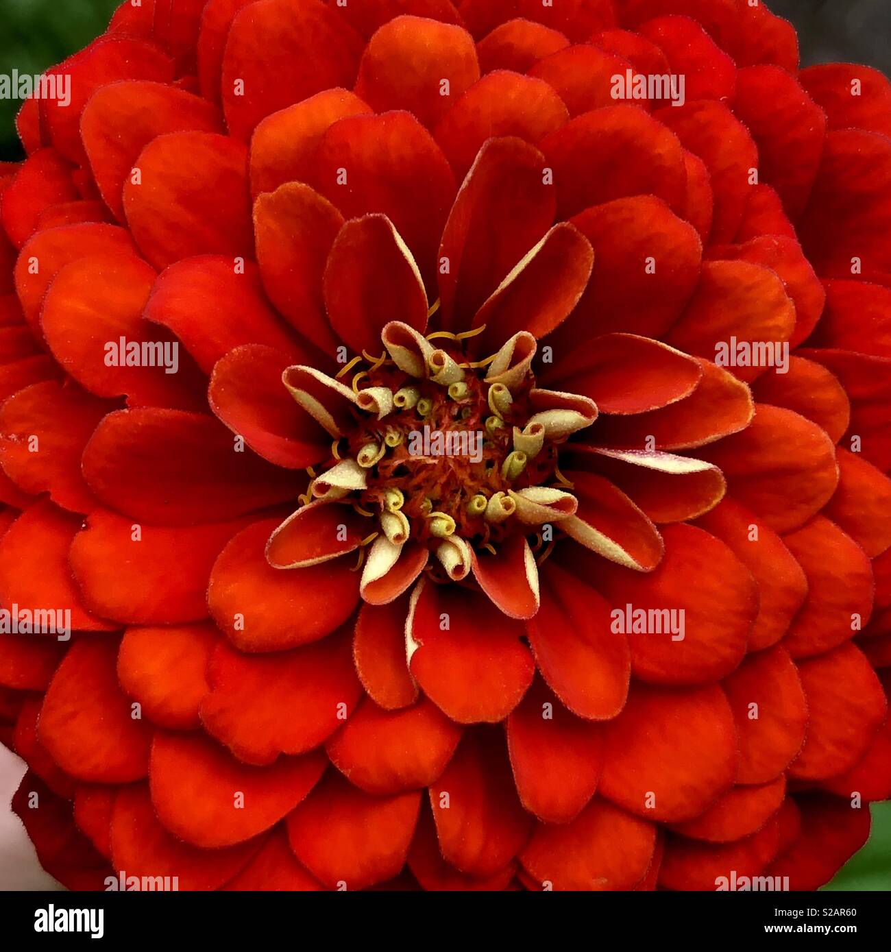Red zinnia in a square frame Stock Photo