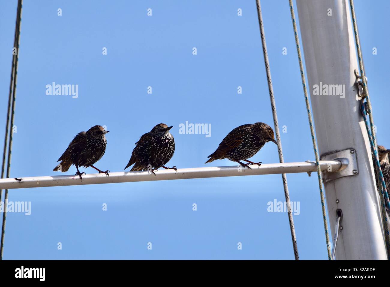 Three starlings Stock Photo