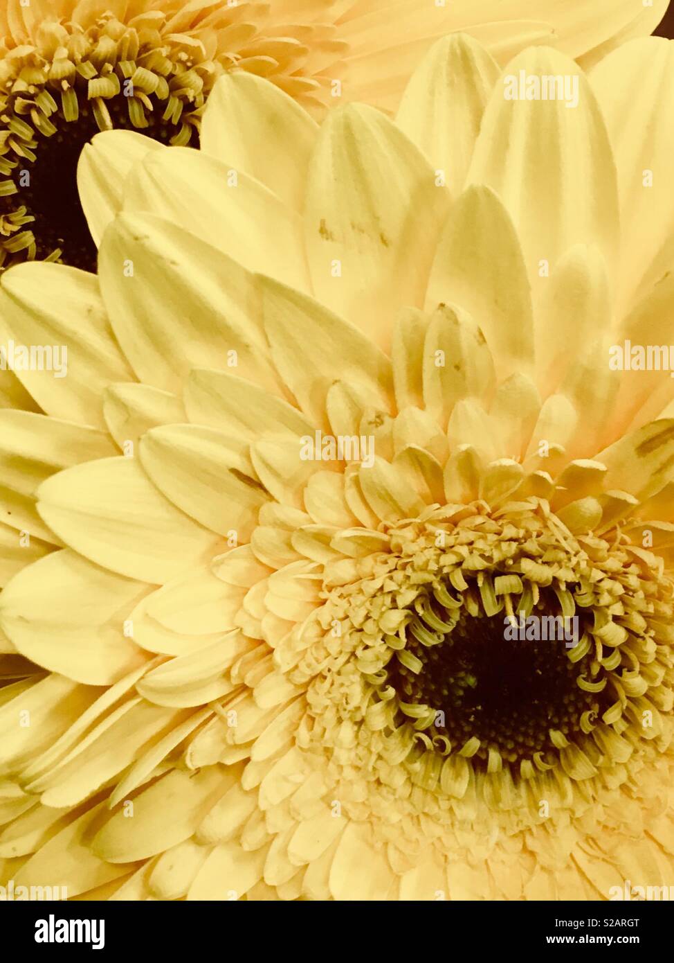 Closeup asymmetrical shot of Lemon yellow Chrysanthemum flower Stock Photo