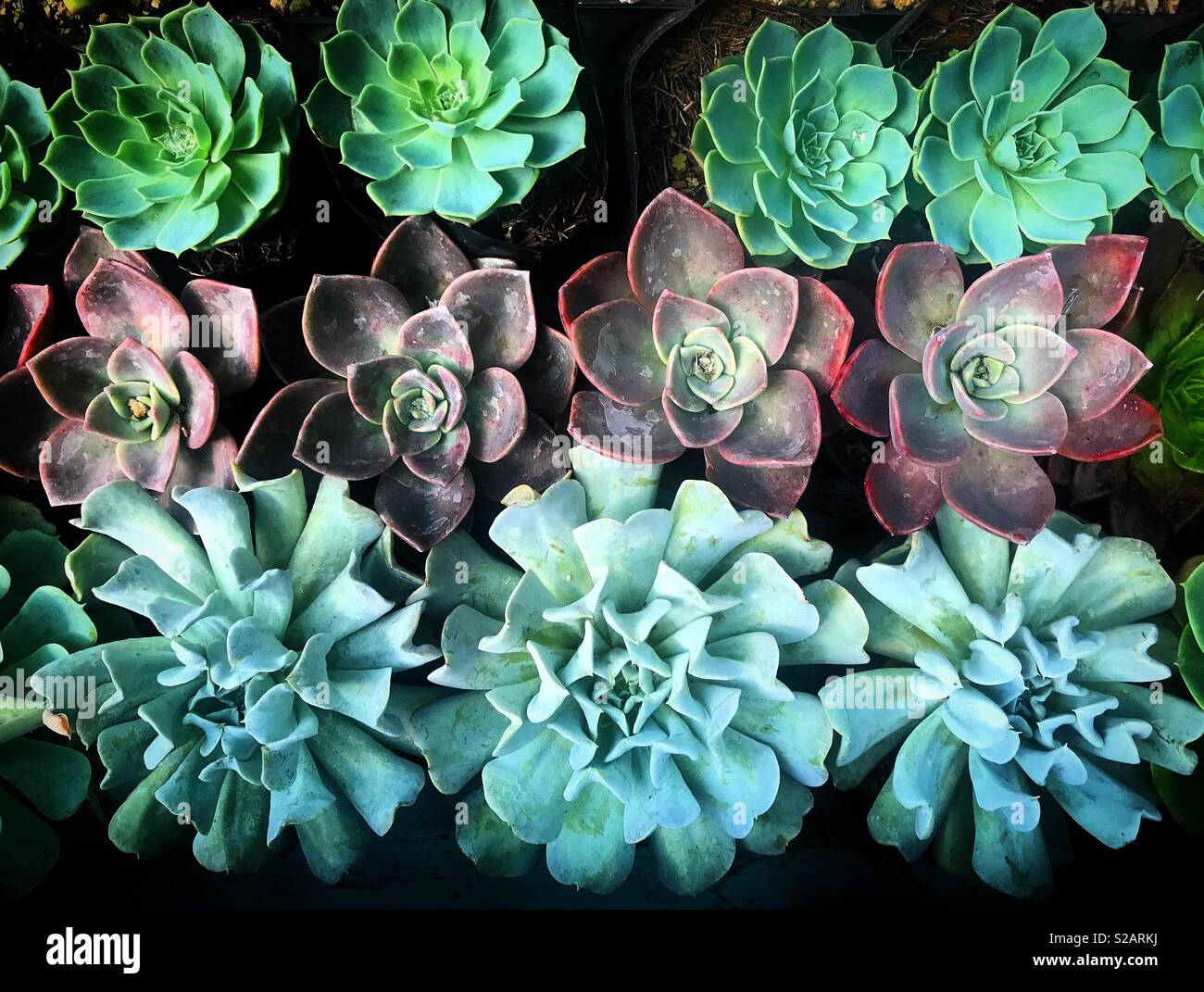 Planta mexico hi-res stock photography and images - Alamy