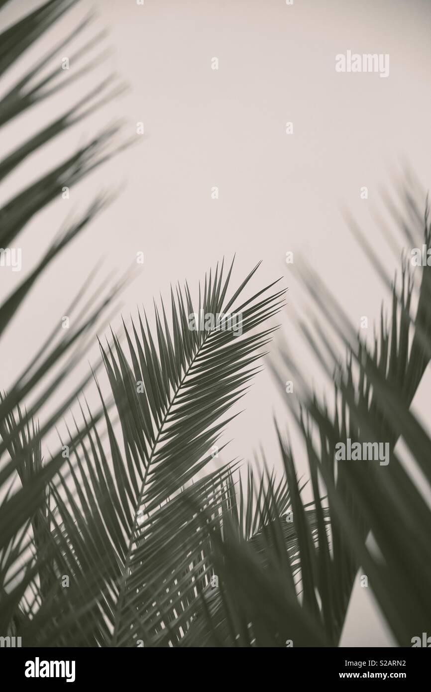 Green fern or palm tree leaves framing the image with copy space Stock Photo