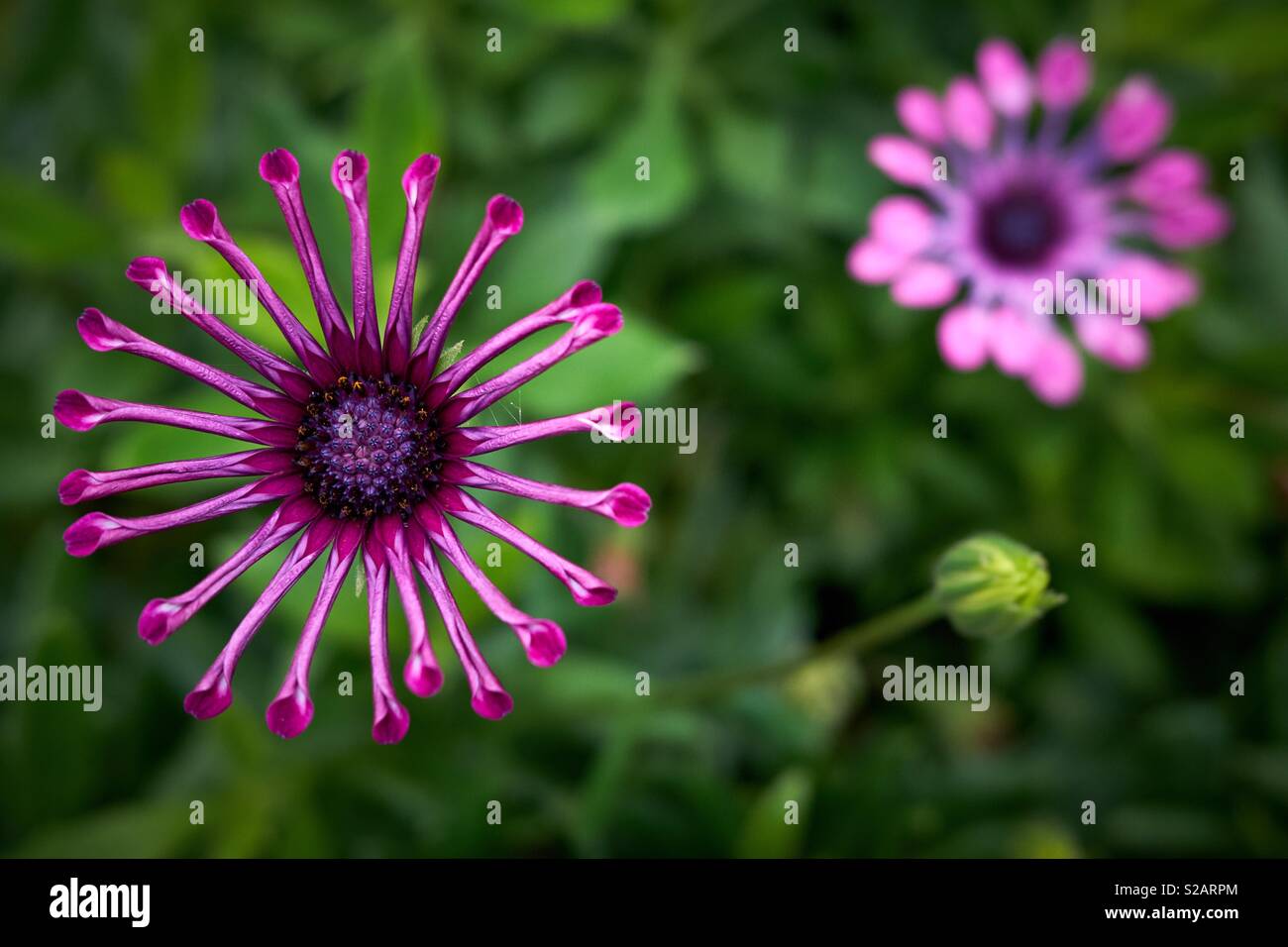 A pink spider osteospermum against a lush green background Stock Photo