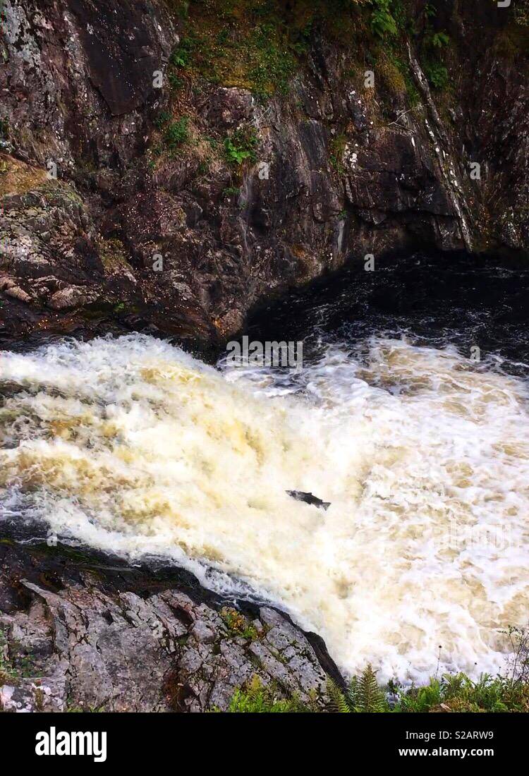 Salmon leaping Falls of Shin Stock Photo Alamy
