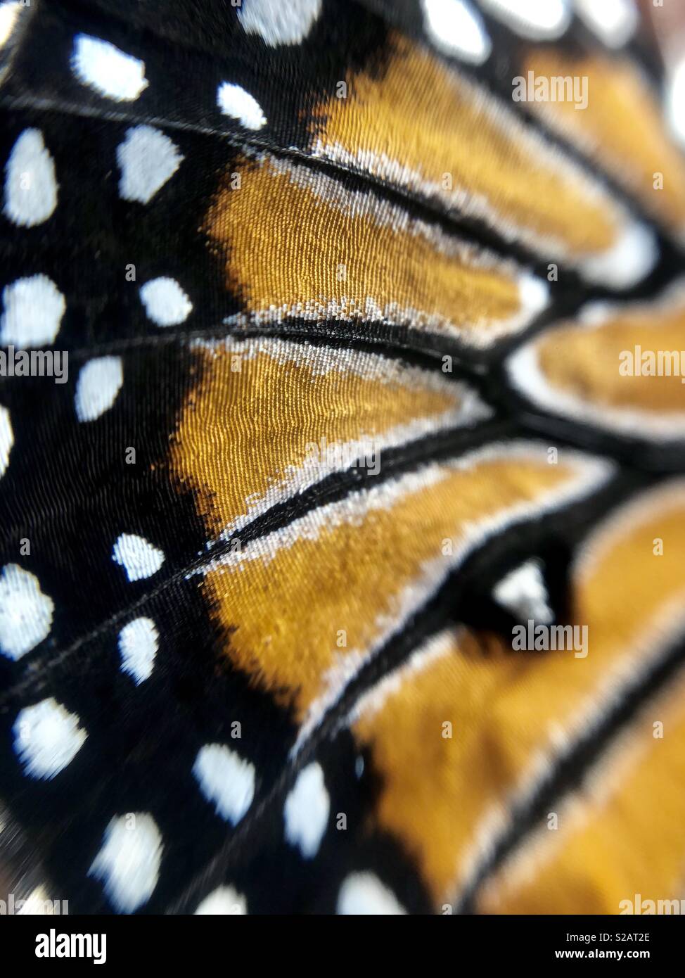 Close up of a queen butterfly wing Stock Photo