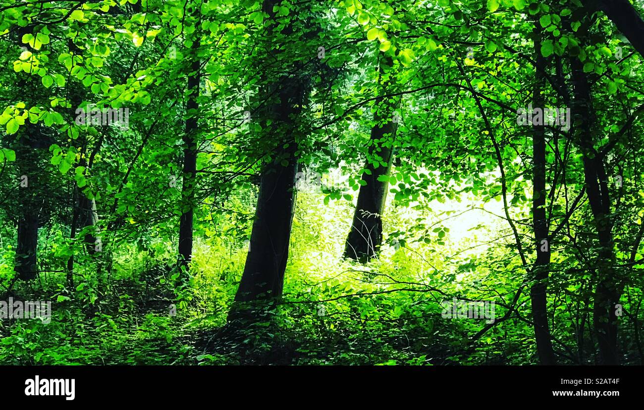 Beech tree bow wood hi-res stock photography and images - Alamy