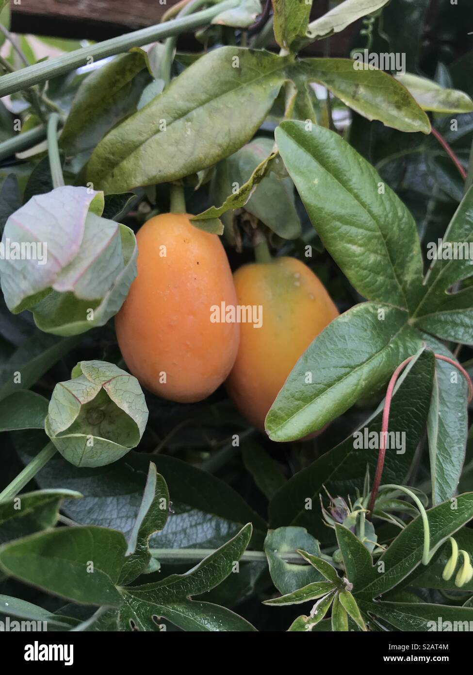 Passion flower fruit hires stock photography and images Alamy