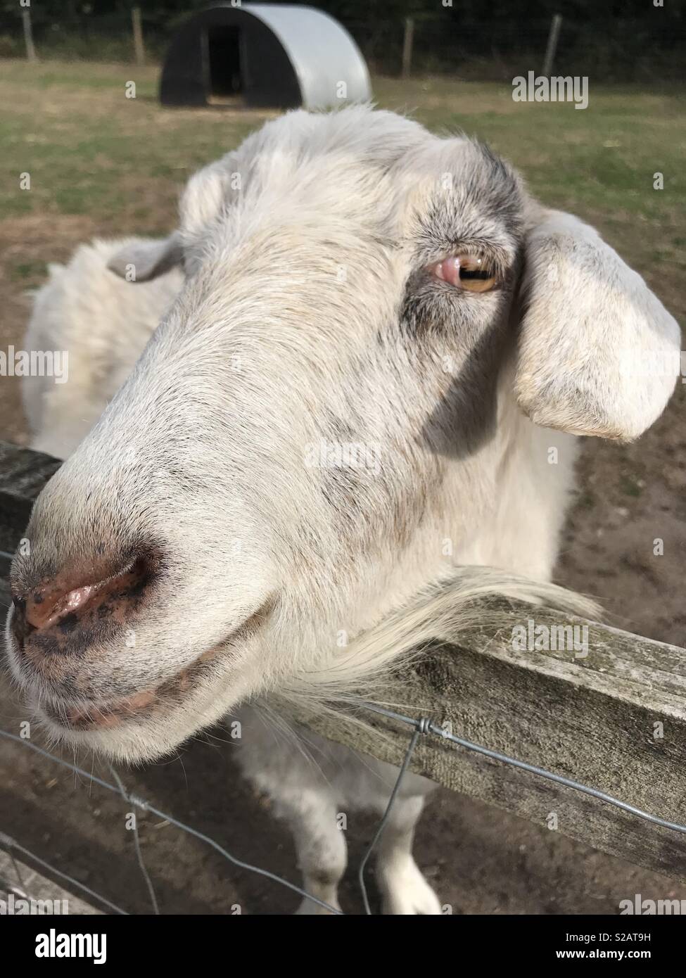 Happy goat. smiling cheeky goat Stock Photo Alamy